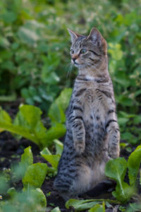 Curious young tabby cat standing inside garden Curious young tabby cat standing inside garden
